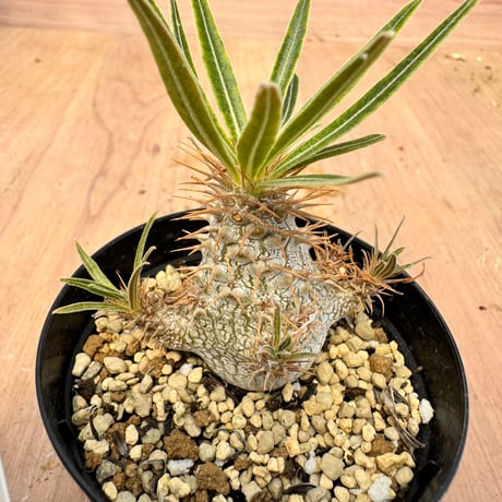 pachypodiumrosulatum | STORES