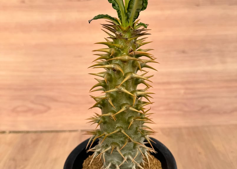 パキポディウム・アンボンゲンセ 実生 Pachypodium ambongense | HOI