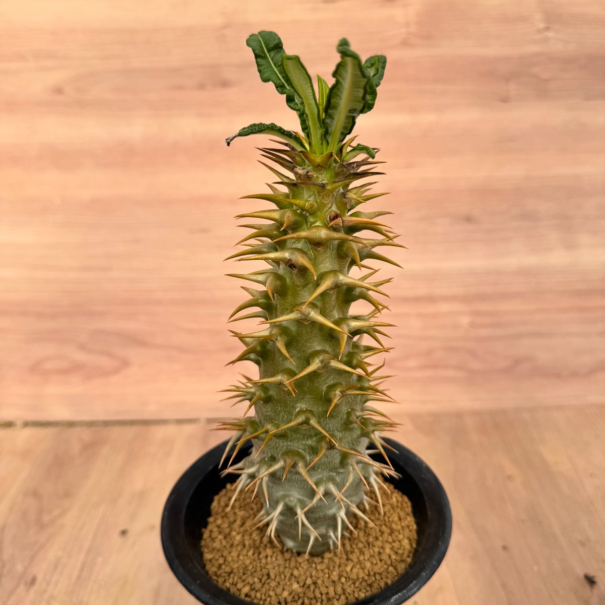 パキポディウム・アンボンゲンセ 実生 Pachypodium ambongense | HOI