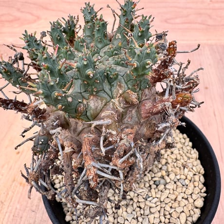 Euphorbia decepta　ユーフォルビア　デセプタ（＃）