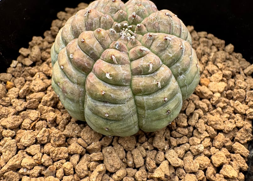ユーホルビア 亀甲オベサ Euphorbia obesa | HOIKAWA CACTUS