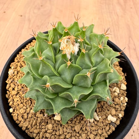 帝冠錦 美斑株 極上のコントラスト 現品限り 帝冠錦 美斑株 極上のコントラスト 現品限り 帝冠 | STORES