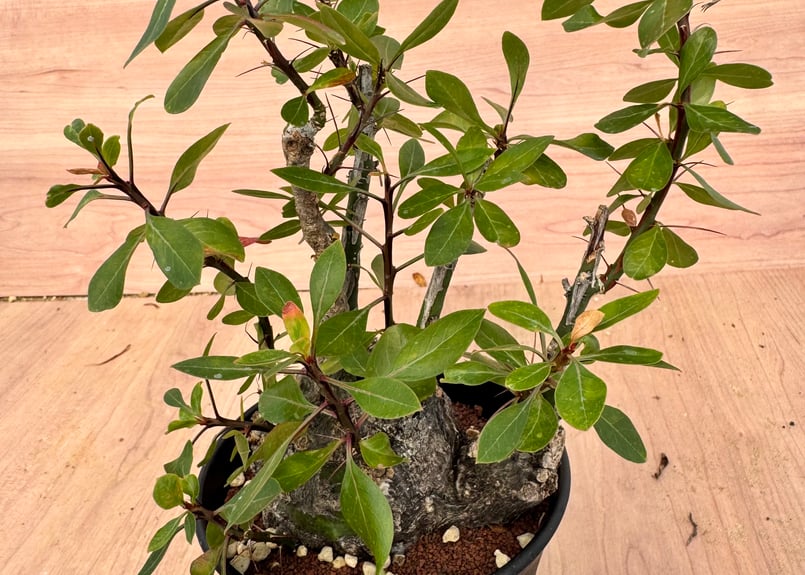 フォークイエリア・ファシクラータ（＃）Fouquieria fasciculata | HOI