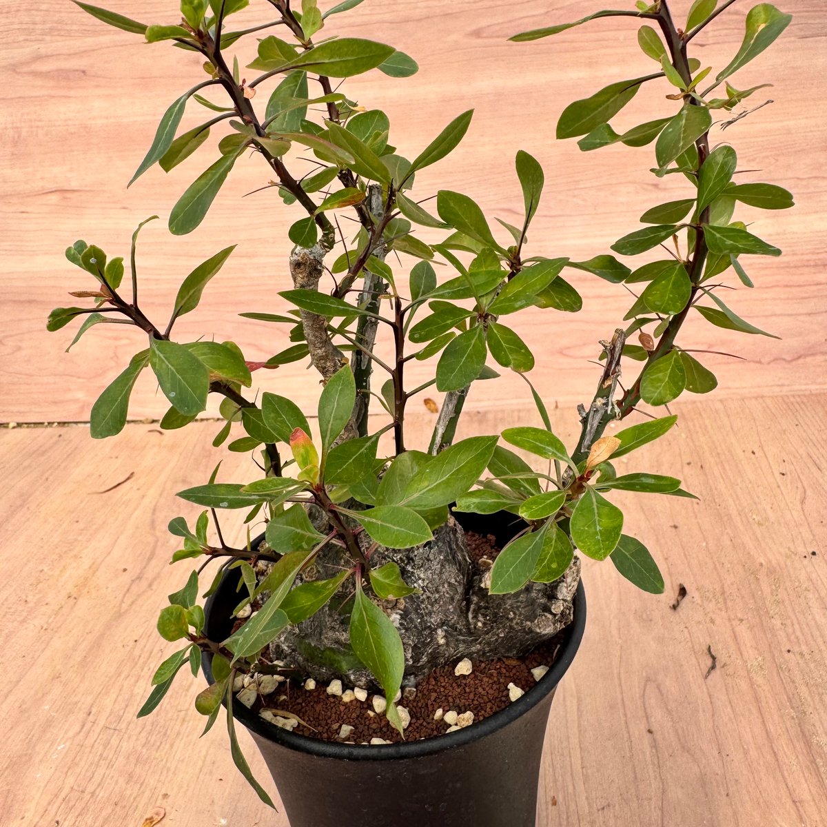 Fouquieria fasciculata フォークイエリア ファシクラータ フォークイエリア・ファシクラータ | Fouquieria fasciculata _B