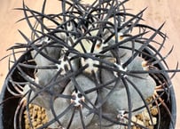 コピアポアグリセオビオラセア (Copiapoa griseoviolacea) fit=cover,w=203,h=145