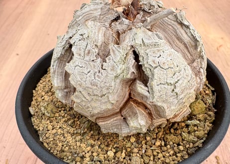 亀甲竜　実生　少しおおきめ　グラキリス　パキプス 今日の園芸#13】グラキリスと亀甲竜の植え替え【2023/09/20