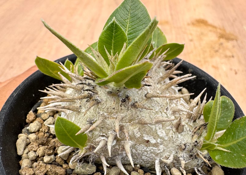 Pachypodium brevicaule パキポディウム・ブレビカウレ パキポディウム ブレビカウレ / Pachypodium brevicaule #3 | Du