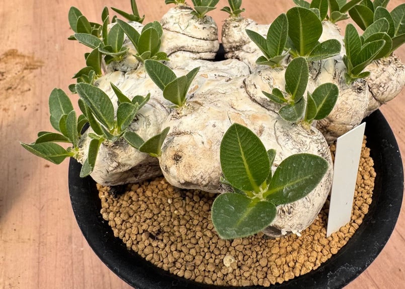 パキポディウム・ブレビカウレ （＃）Pachypodium brevicaule | HOIK