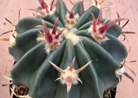HOIKAWA CACTUS GARDEN