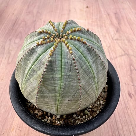 ユーフォルビアオベサ | STORES