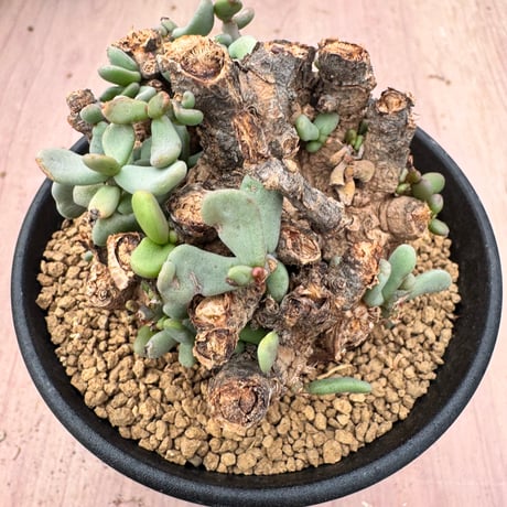 ケラリア ピグマエア　斑入り　レア？ ケラリア ピグマエア 斑入り レア？ ケラリア ピグマエア 斑入り レア