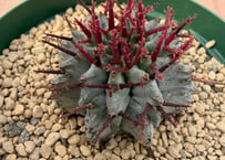 アガベ ホリダ錦 白中斑 Agave horrida varieg. | HOIKAWA CA