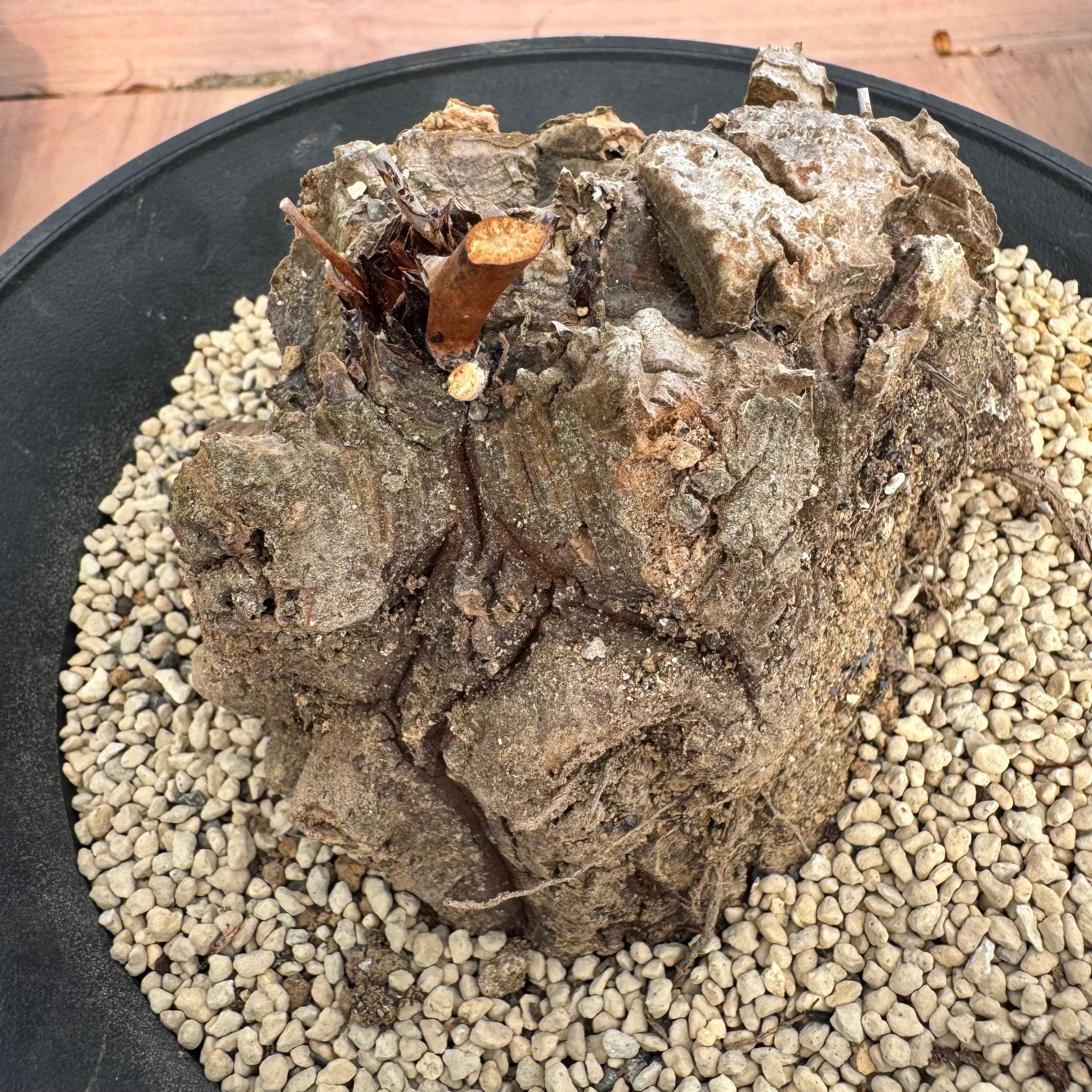 ディオスコレア・ヘミクリプタ 銀葉亀甲竜 Dioscorea hemicrypta | HOI