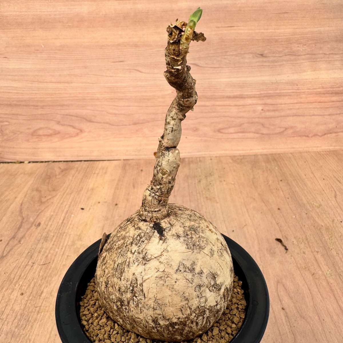 Euphorbia maritae 5 cm caudex, Tanzania（＃） | H