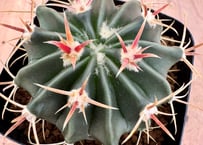 エキノカクタス 太平丸“雷帝” 実生 Echinocactus horizonthaloniu
