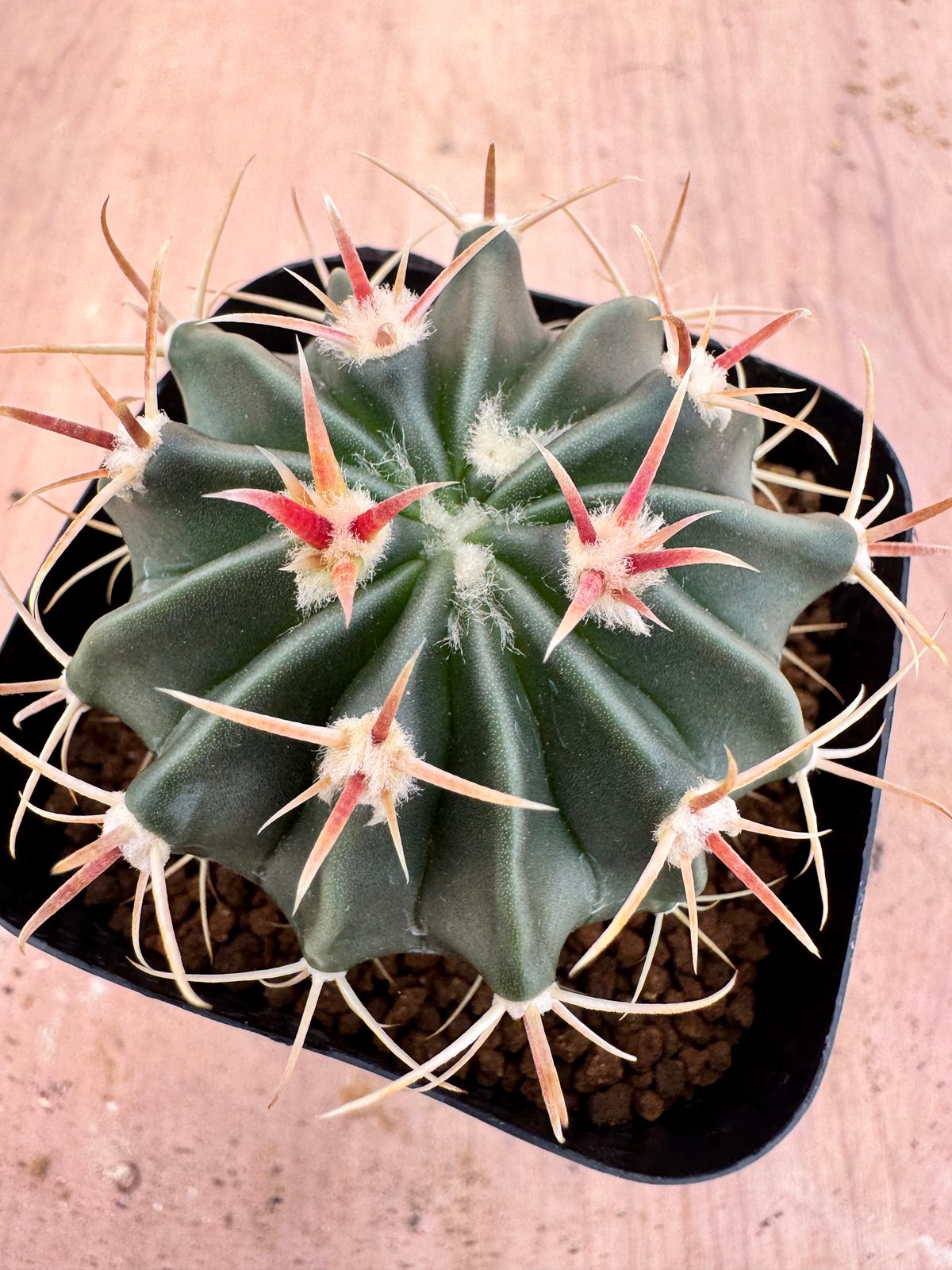 ホマロケファラ 綾波（短刺×武蔵） 実生 Homalocephala texensis |