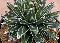 アガベ ホリダ錦 白中斑 Agave horrida varieg. | HOIKAWA CA