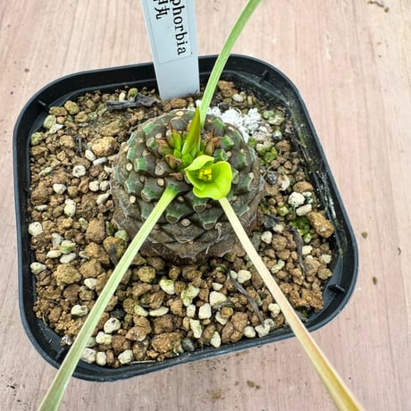 ユーフォルビア鉄甲丸 | STORES