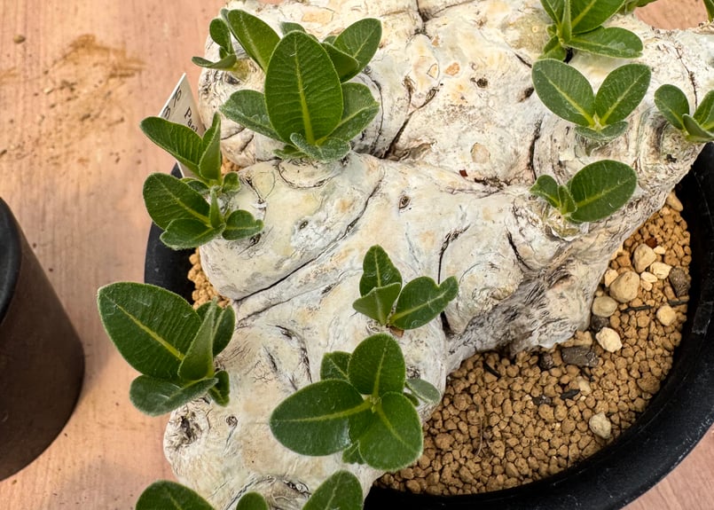 Pachypodium brevicaule パキポディウム・ブレビカウレ パキポディウム ブレビカウレ / Pachypodium brevicaule #3 | Du