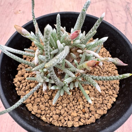 アボニア | STORES