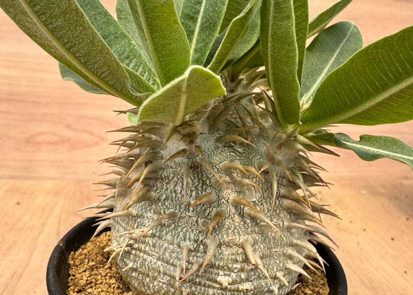パキポディウム エブレネウム 実生 Pachypodium rosulatum v.eburn