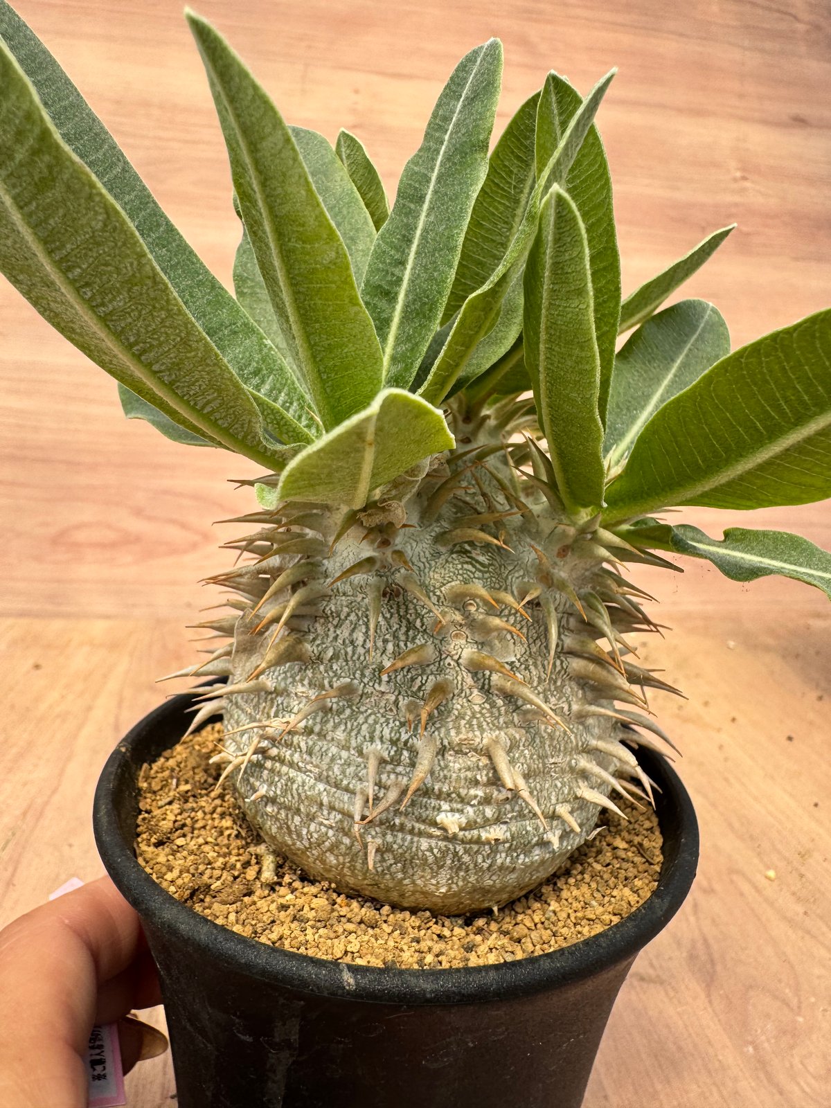 パキポディウム エブレネウム 実生 Pachypodium rosulatum v.eburn