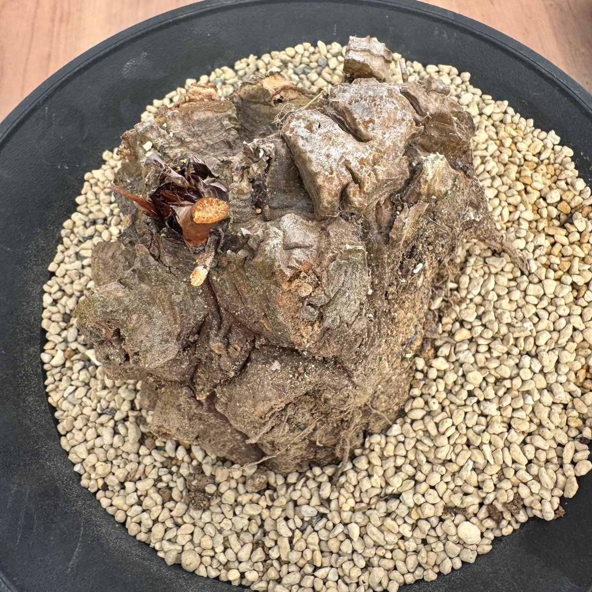 ディオスコレア・ヘミクリプタ 銀葉亀甲竜 Dioscorea hemicrypta