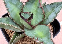アガベ ホリダ錦 白中斑 Agave horrida varieg. | HOIKAWA CA