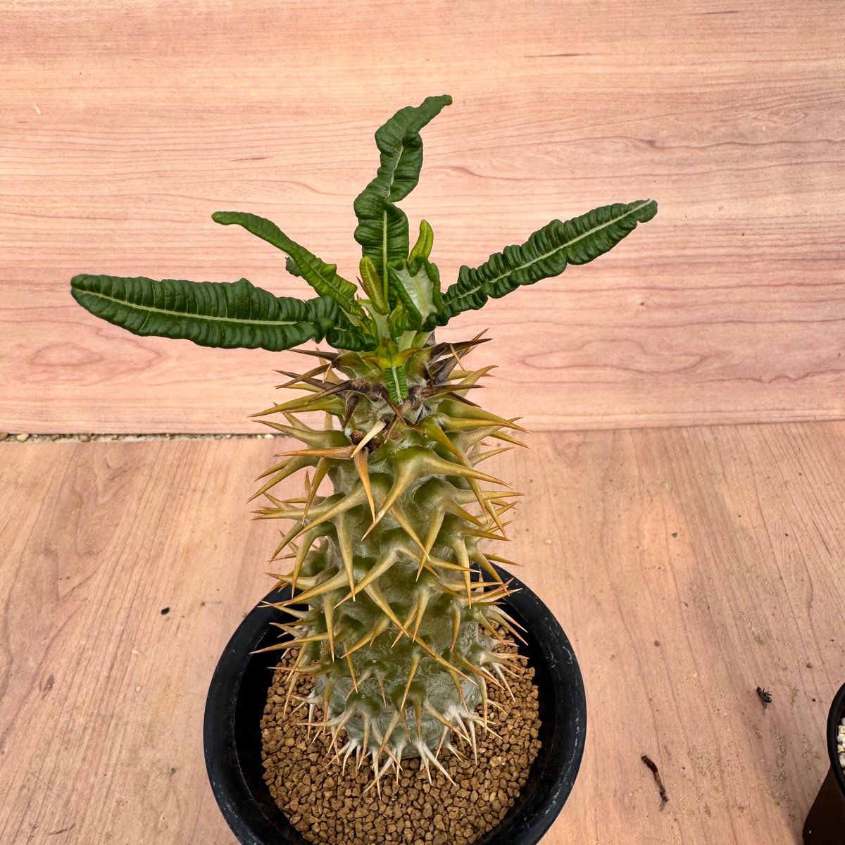 パキポディウム・アンボンゲンセ 実生 Pachypodium ambongense | HOI