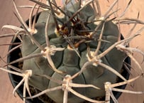 ギムノカリキュウム 守金魔天竜 実生 Gymnocalycium mazanense | HO