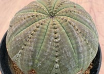 ディオスコレア・ヘミクリプタ 銀葉亀甲竜 Dioscorea hemicrypta | HOI