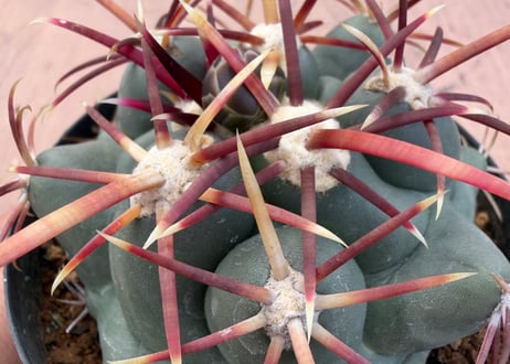 HOIKAWA CACTUS GARDEN