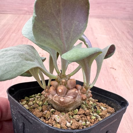 大株 特選 現地株 オトンナ ヘレー 現品限り】オトンナ・ヘレー【B65】 Othonna herrei【植物】塊根植物