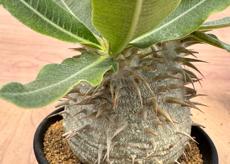 パキポディウム エブレネウム 実生 Pachypodium rosulatum v.eburn