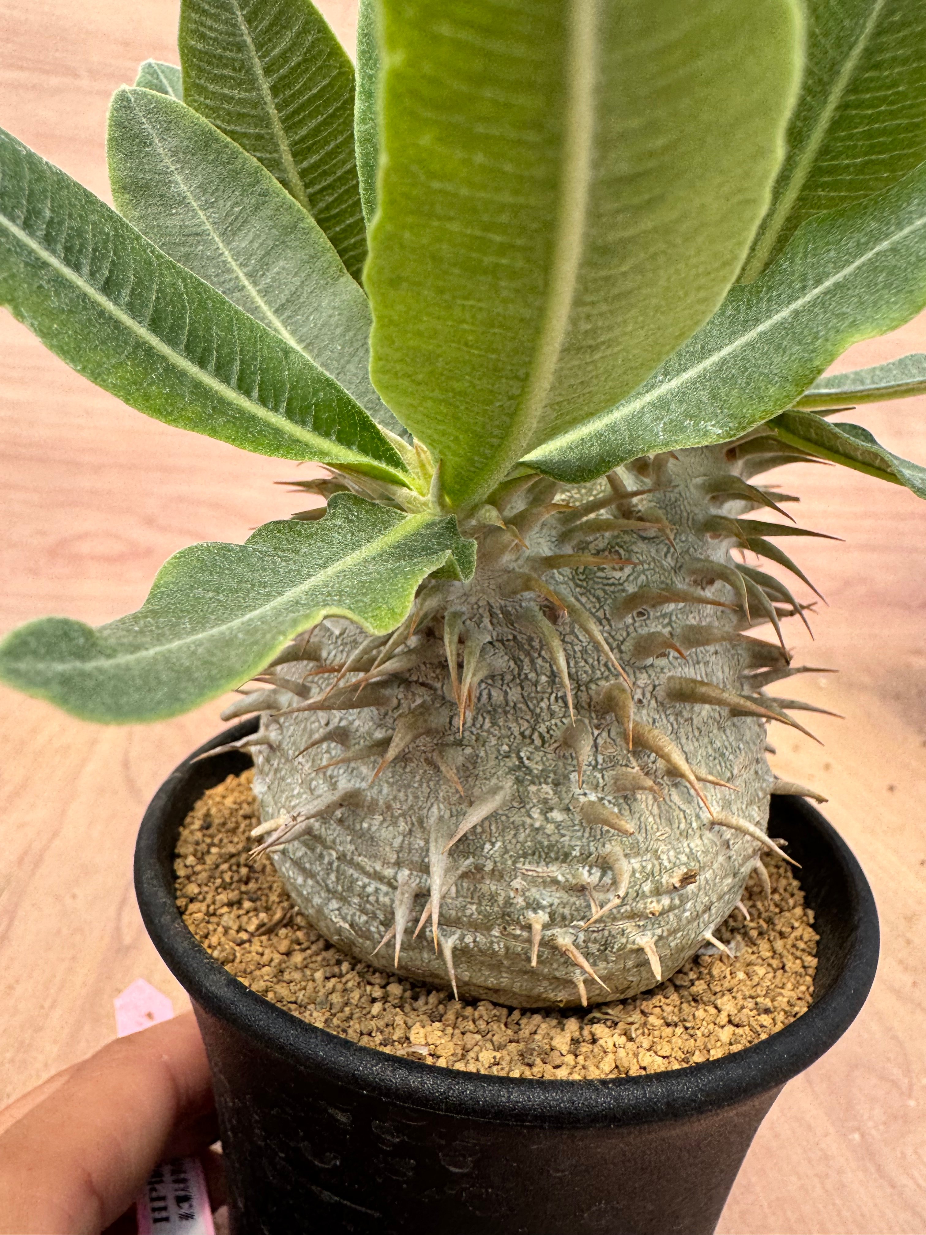 パキポディウム エブレネウム 実生 Pachypodium rosulatum v.eburn