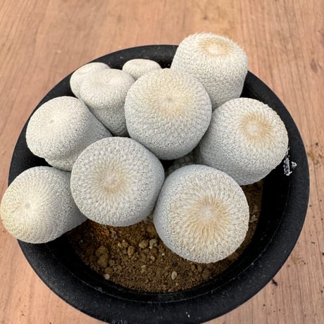 小人の帽子 | STORES