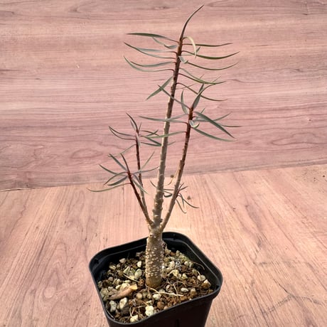 ユーフォルビア | STORES