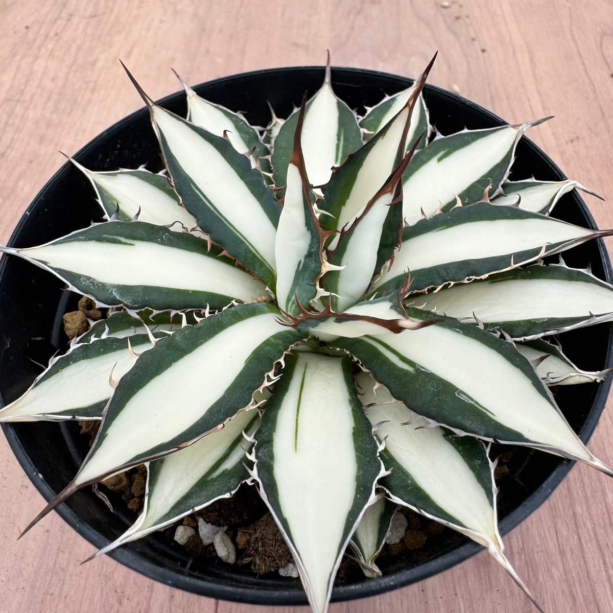 アガベ　ホリダ錦　激レア アガベ ホリダ錦 白中斑 Agave horrida varieg. | HOIKAWA CA