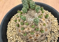サピニー ユーフォルビア 実生① ユーフォルビア サピニー 実生 Euphorbia sapinii | HOIKAWA C