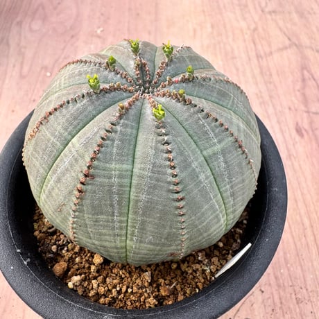 ユーフォルビアオベサ | STORES