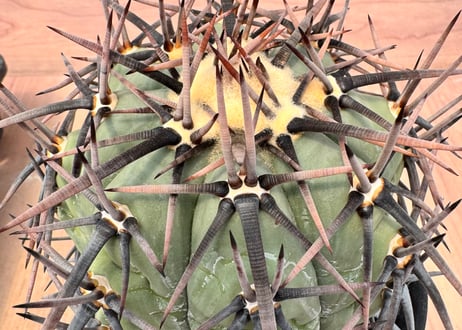 実生　エキノカクタス　雷帝 エキノカクタス雷帝 実生 Echinocactus horizonthalonius