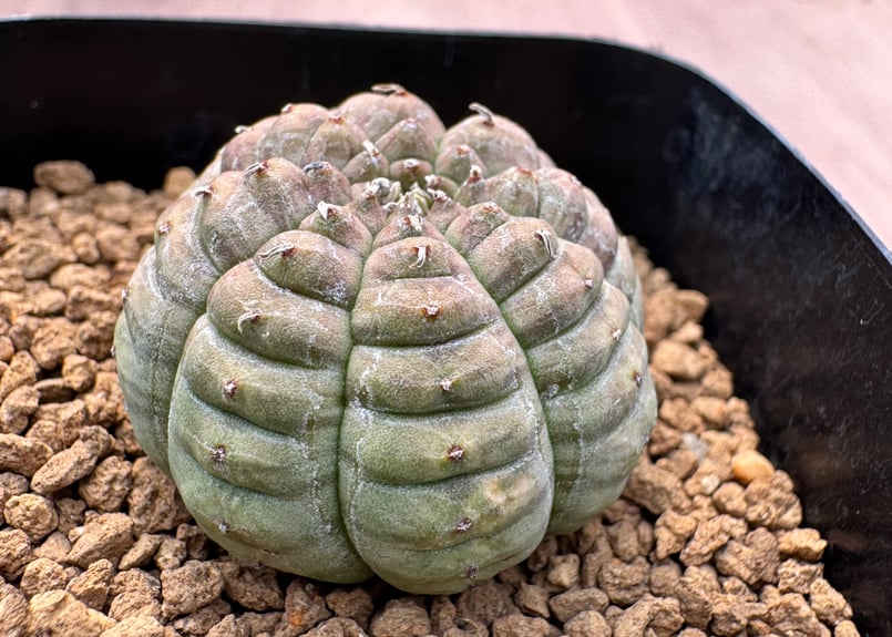 亀甲オベサ　レアな植物　ユーフォルビア　オベサ 亀甲オベサ レアな植物 ユーフォルビア オベサ - メルカリ