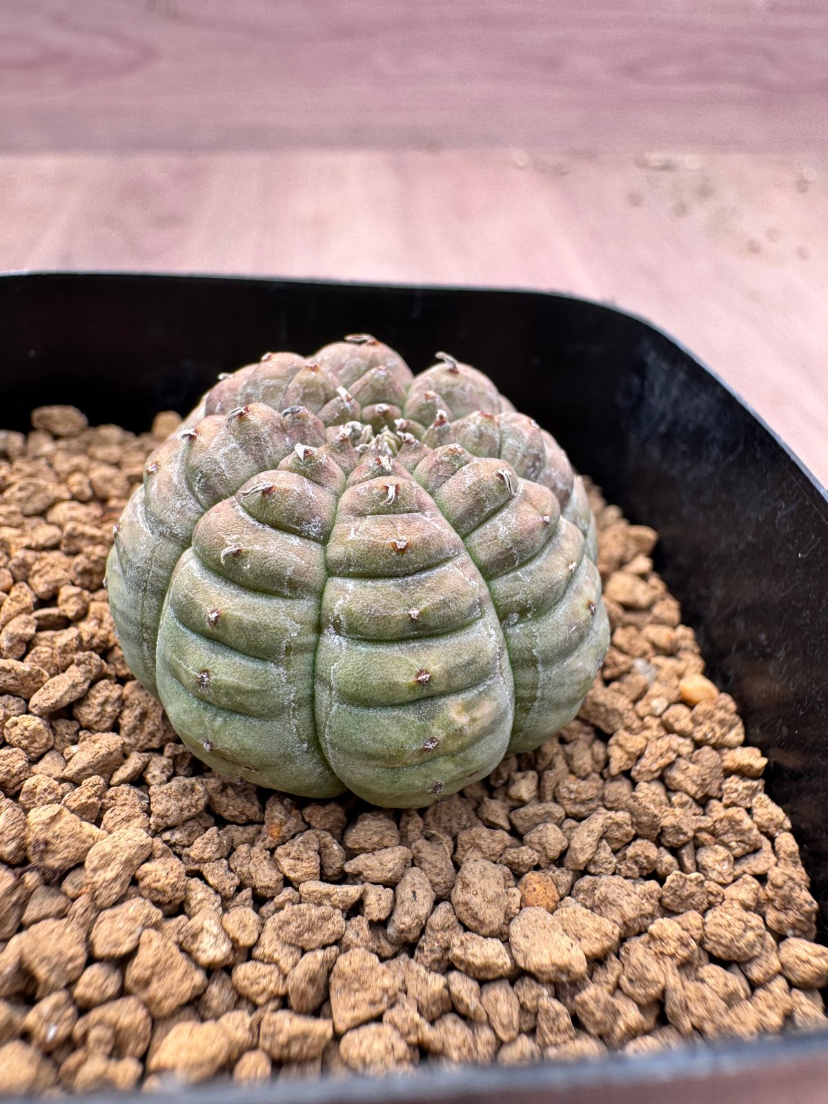 ユーホルビア 亀甲オベサ Euphorbia obesa | HOIKAWA CACTUS