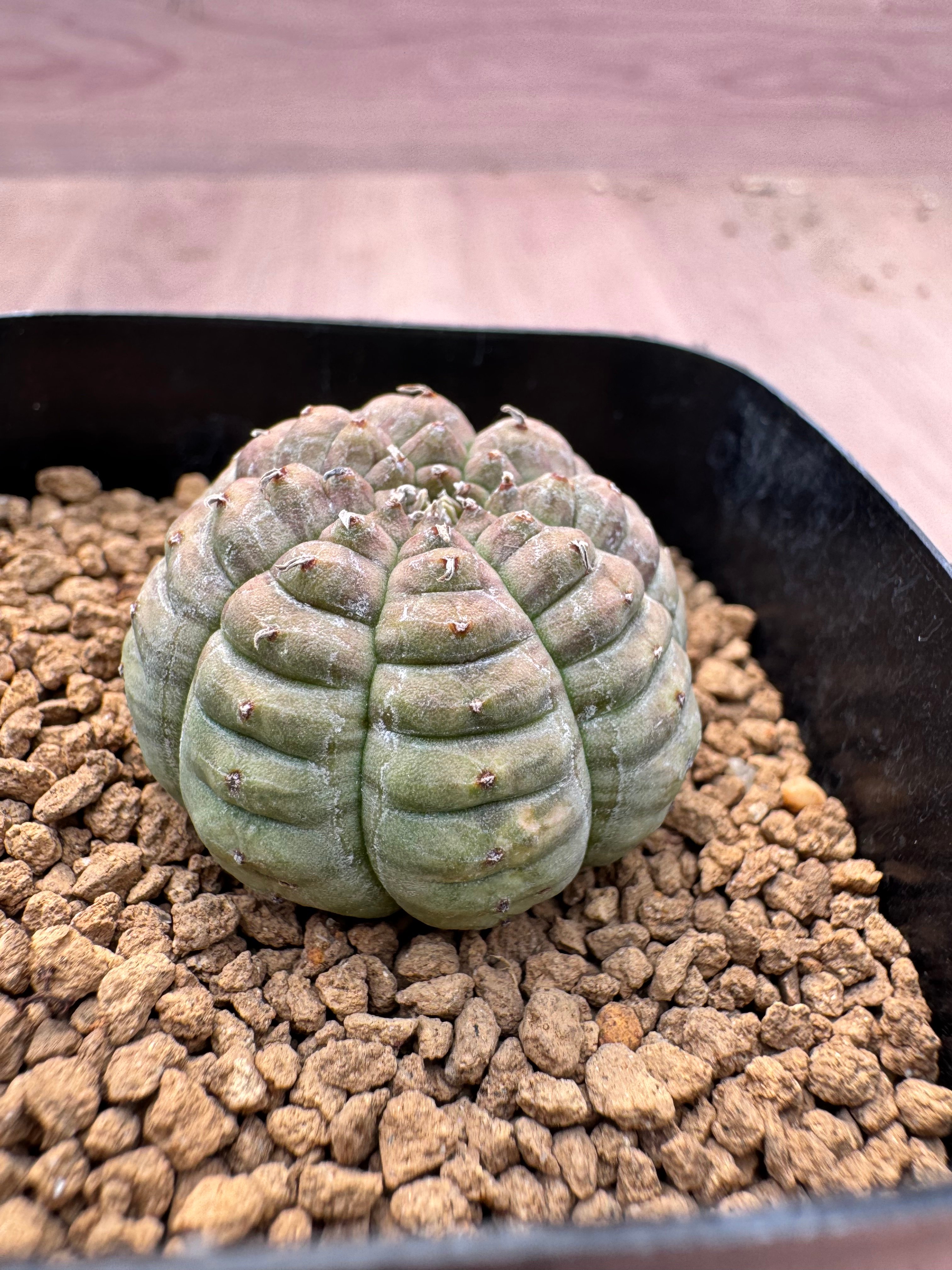 ユーホルビア 亀甲オベサ Euphorbia obesa | HOIKAWA CACTUS GARDEN