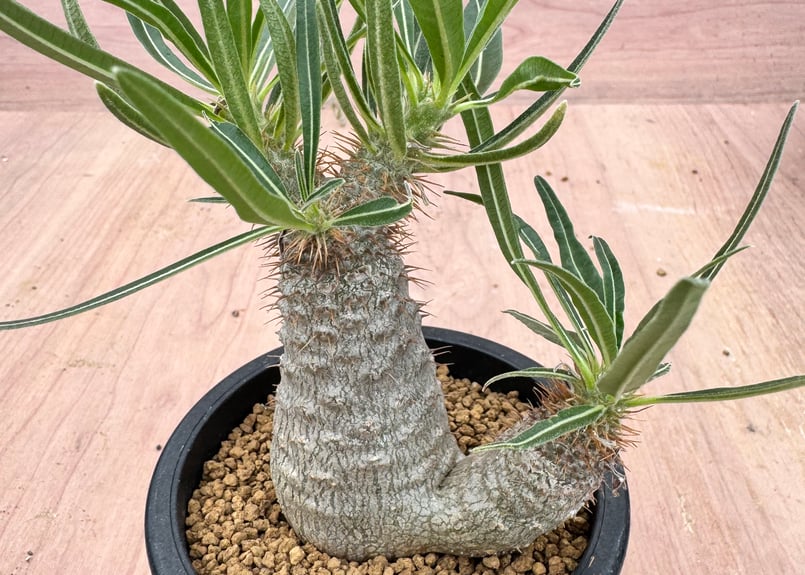 パキポディウム グラキリス 実生 Pachypodium rosulatum var. gra