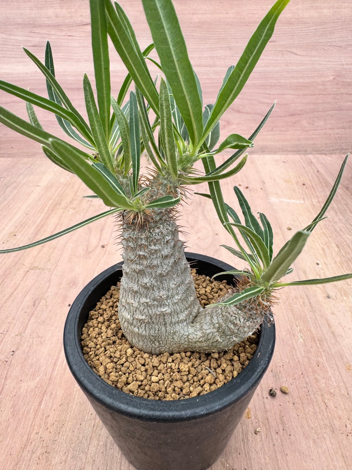 パキポディウム グラキリス 実生 Pachypodium rosulatum var. gra