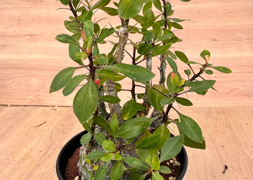 Fouquieria fasciculata フォークイエリア ファシクラータ フォークイエリア ファシクラータ / Fouquieria fasciculata no.4