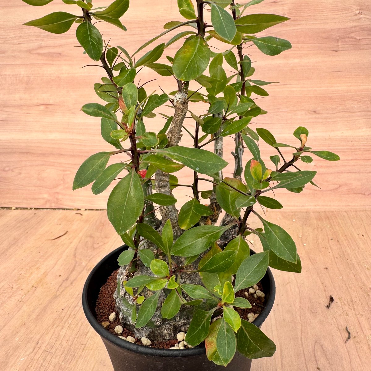 フォークイエリア ファシクラータ Fouquieria fasciculata フォークイエリア ファシクラータ / Fouquieria fasciculata no.4