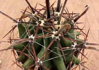 エキノカクタス 太平丸“雷帝” 実生 Echinocactus horizonthaloniu