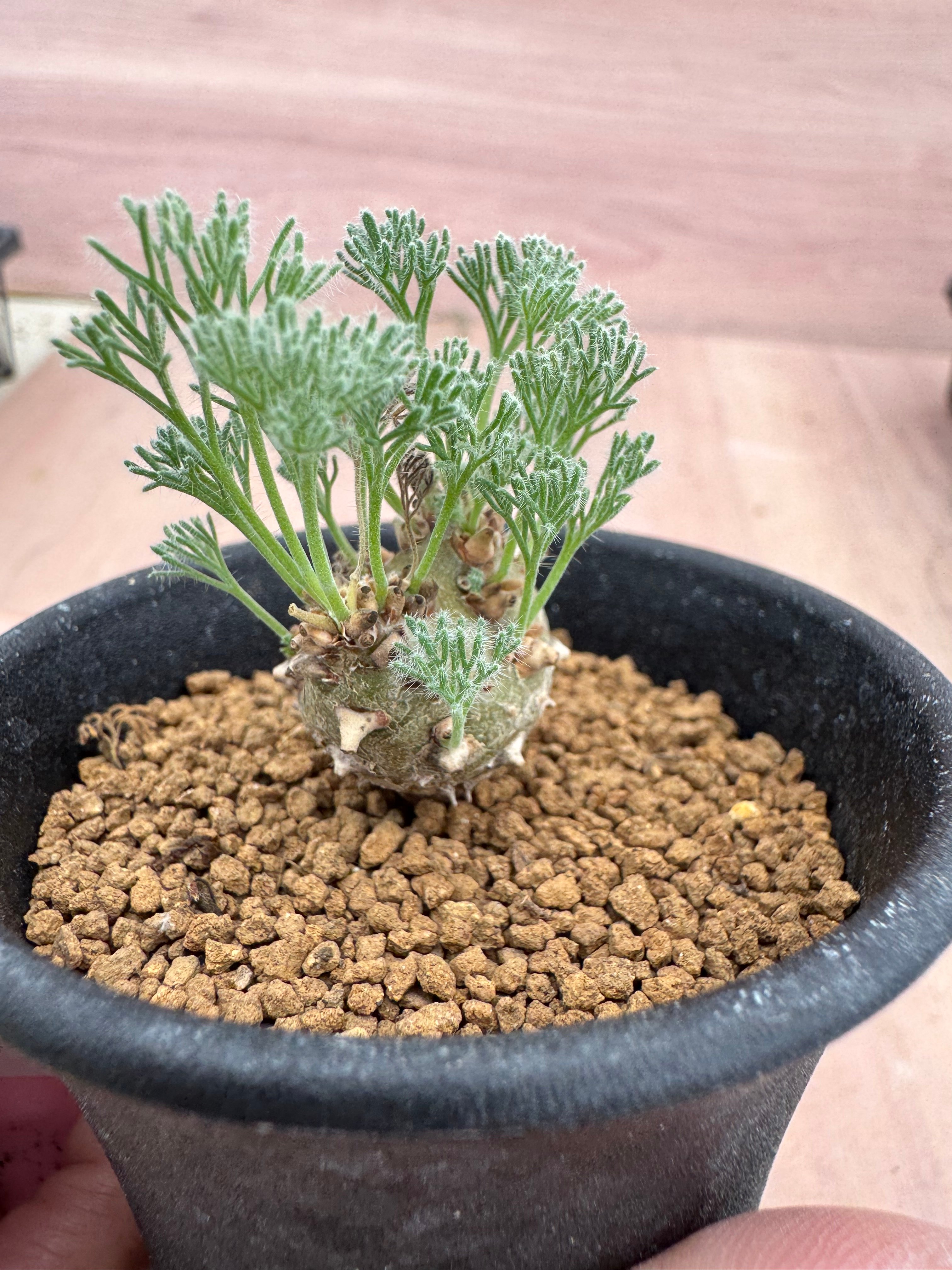 モンソニア ペニクリナム 実生 Monsonia peniculina | HOIKAWA C